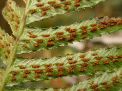Blechnum parrisiae. Abaxial surface of mature fertile frond bearing pinnae with two rows of sori either side of the costa.
 Image: L.R. Perrie © Leon Perrie CC BY-NC 3.0 NZ
